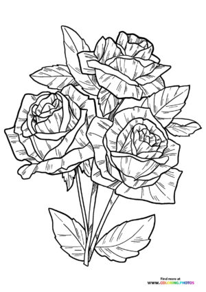Three Romantic Roses