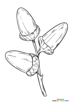 Acorns on a branch