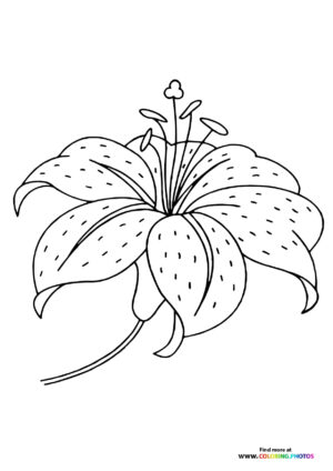 Easter Lily