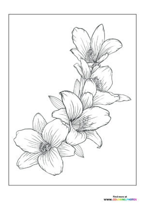 Beautiful flowers