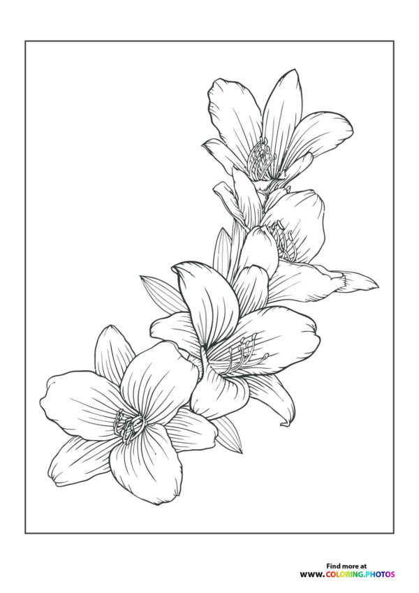 Beautiful flowers