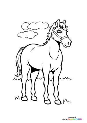 Beautiful horse