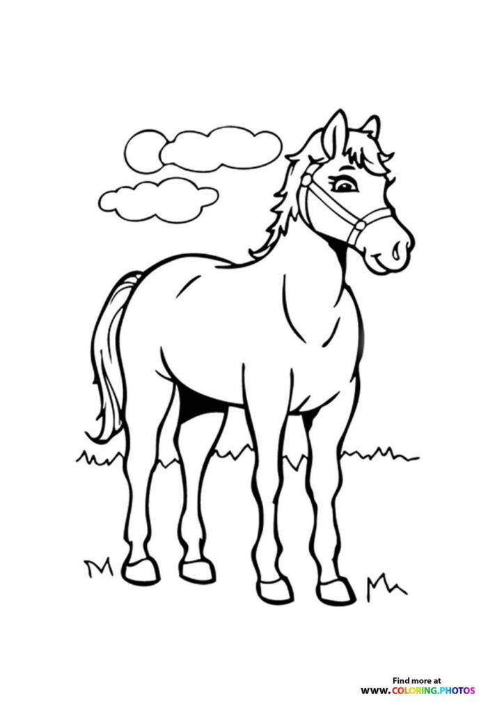Beautiful horse