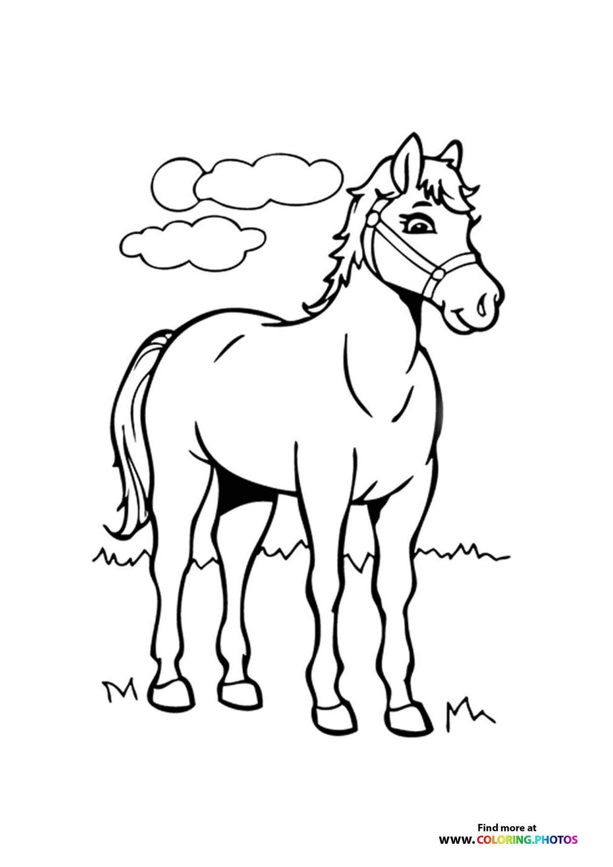 Beautiful horse