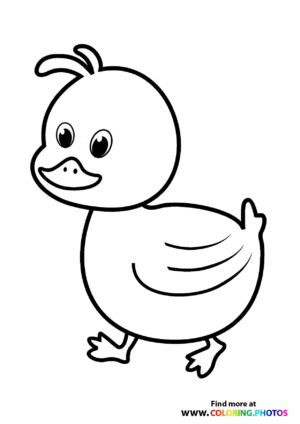 Duck going for a walk