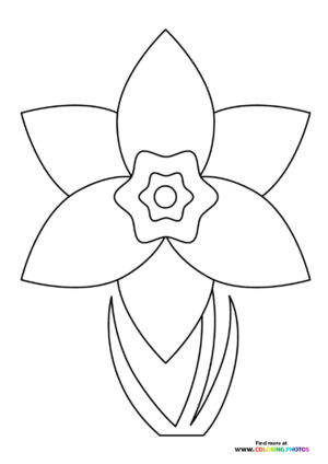 Daffodil Flower