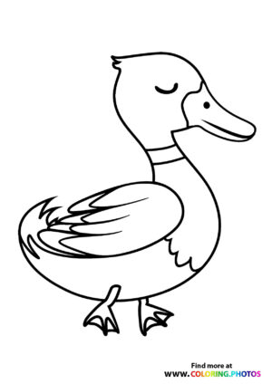 Wild duck