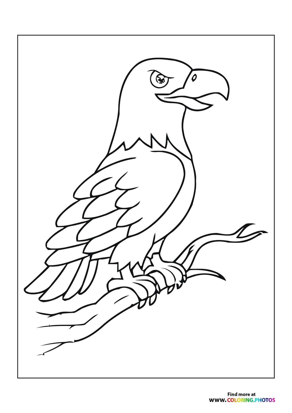 Eagle on a branch