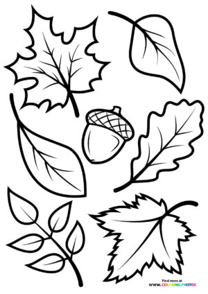 Fall leaves