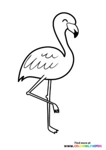 Flamingos