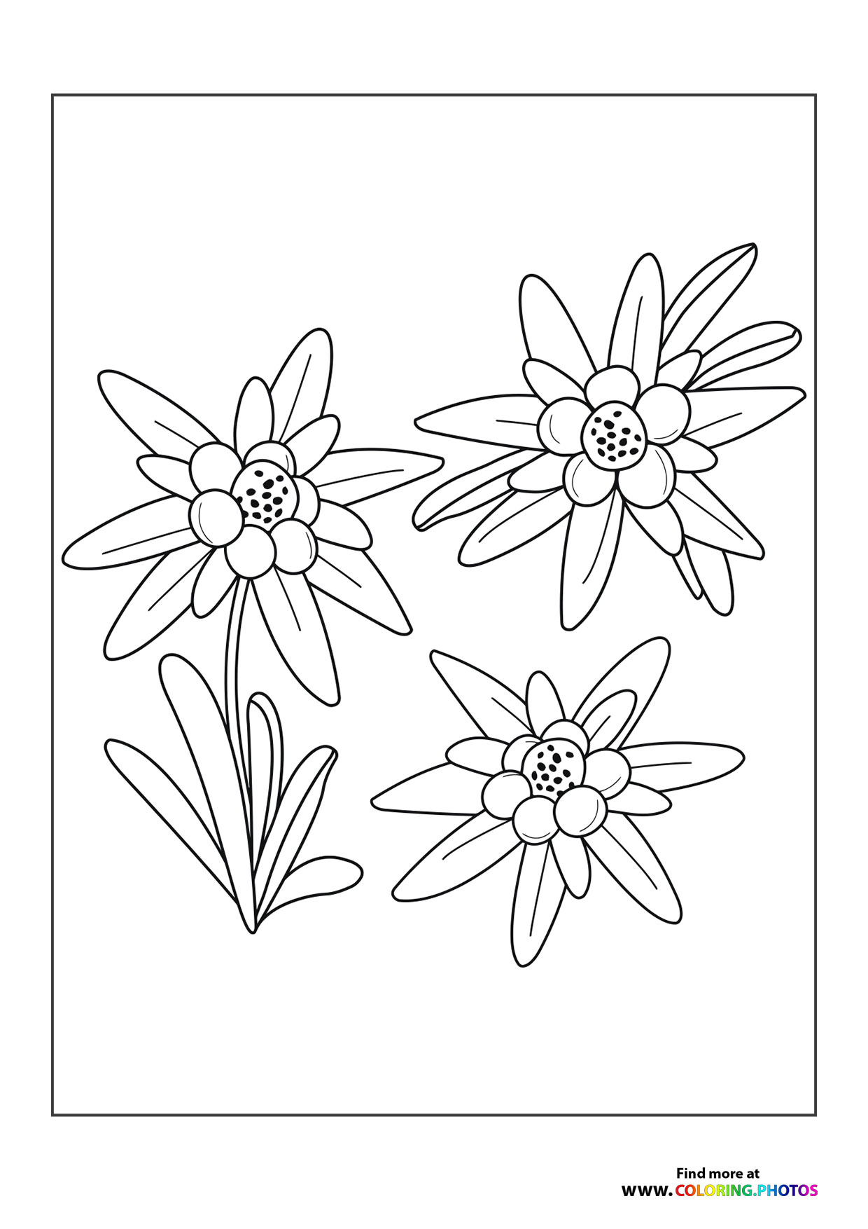 Flowers