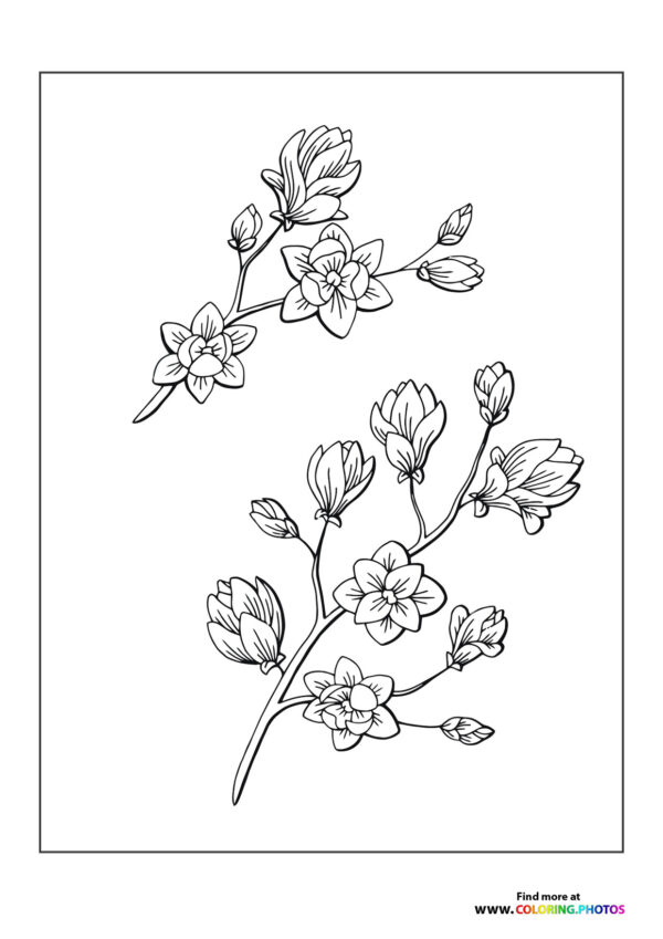 Flowers on a branch