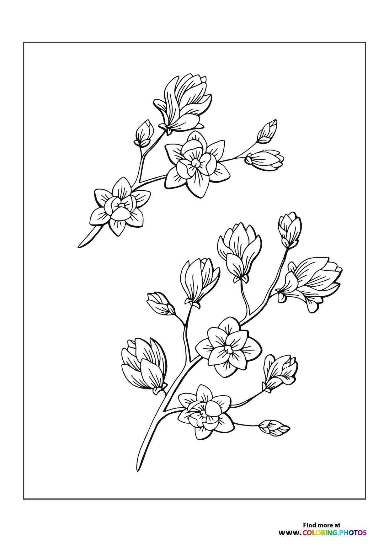 Flowers on a branch
