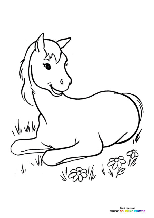 Horse relaxing