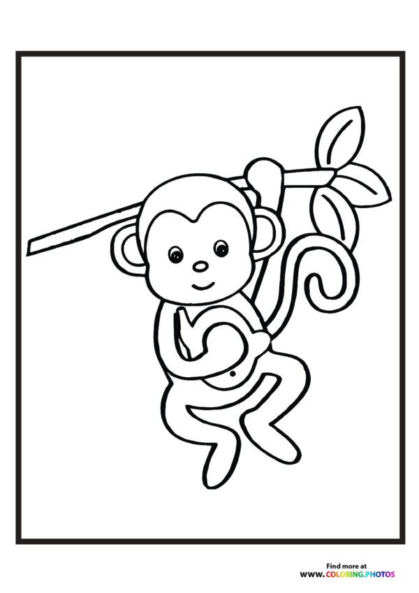 Little monkey in zoo