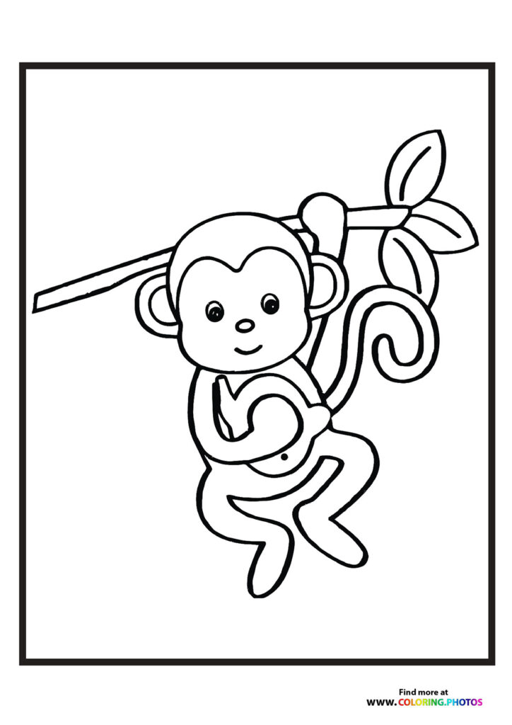 Little monkey in zoo
