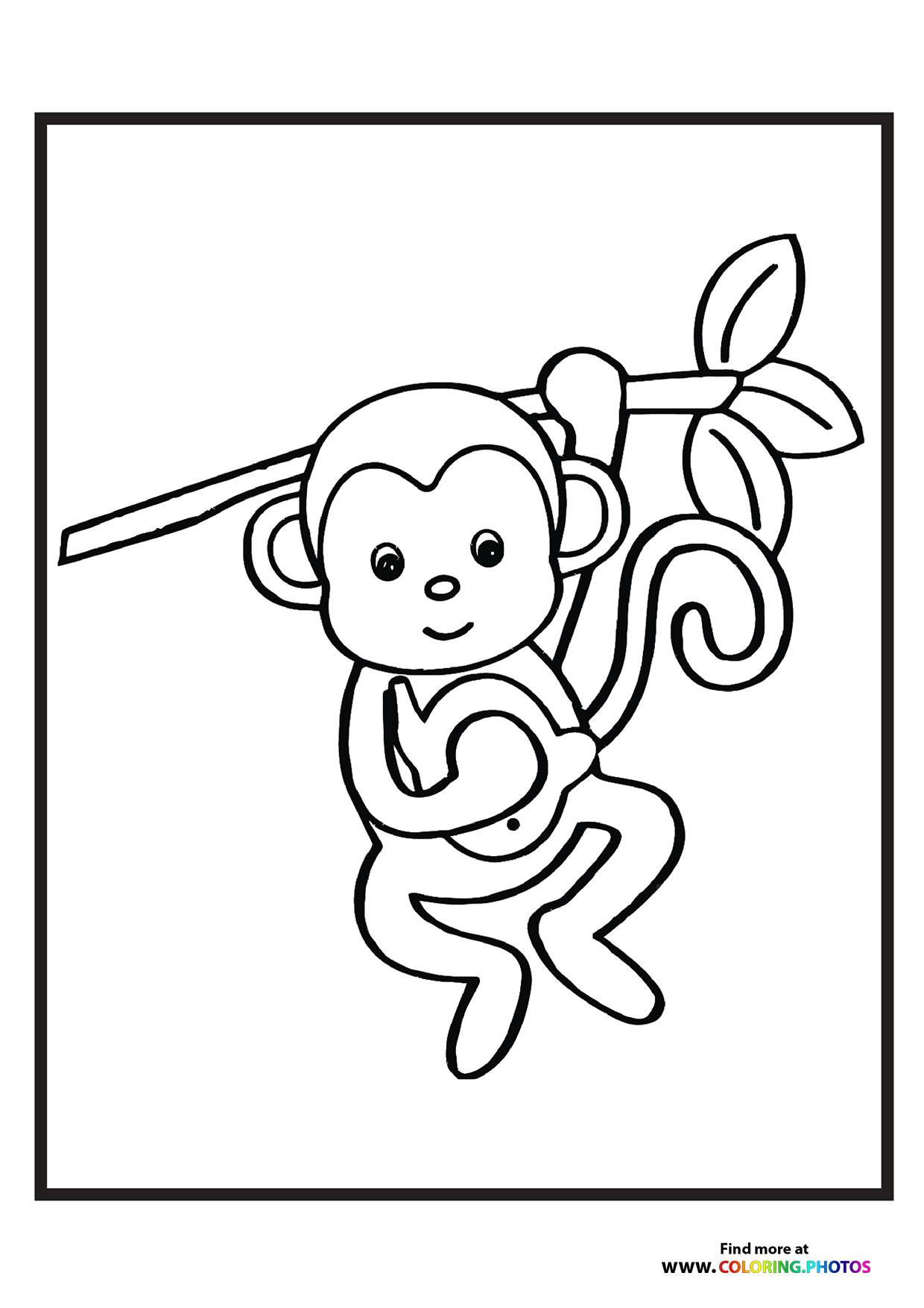 Little monkey in zoo