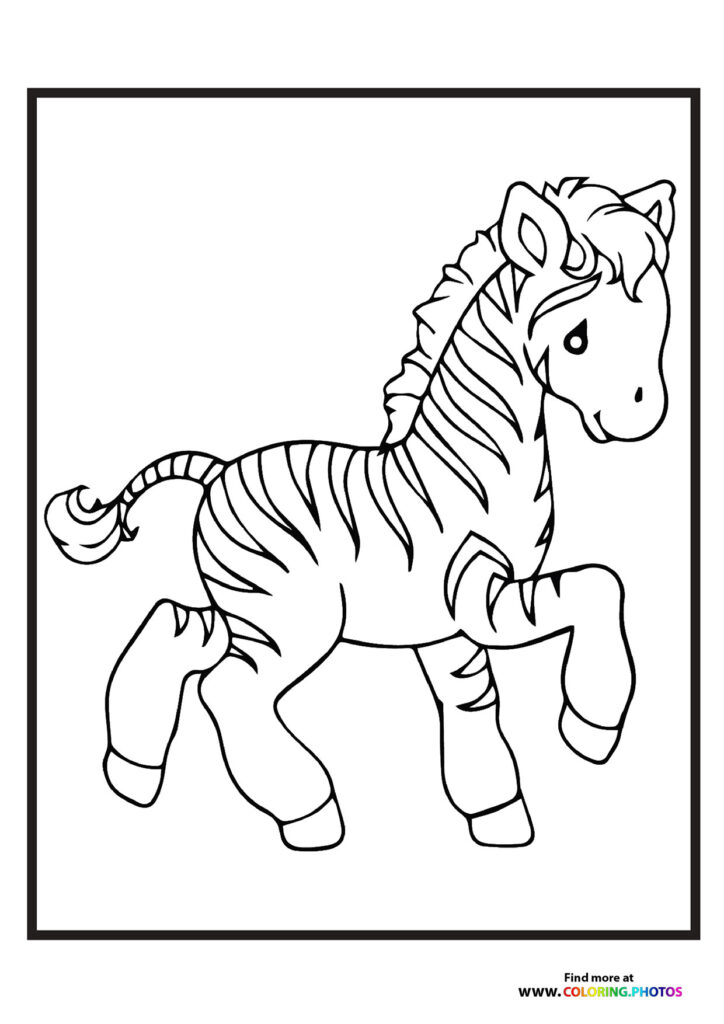 Little zoo zebra
