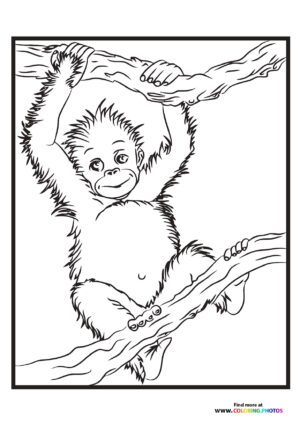 Monkey climbing