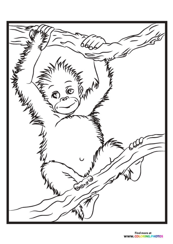 Monkey climbing