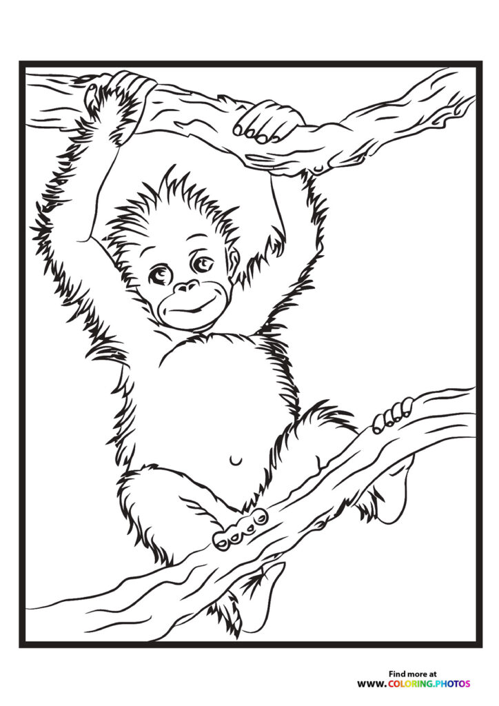 Monkey climbing