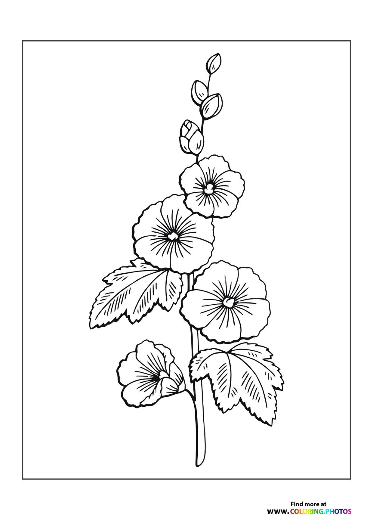 Nice flower