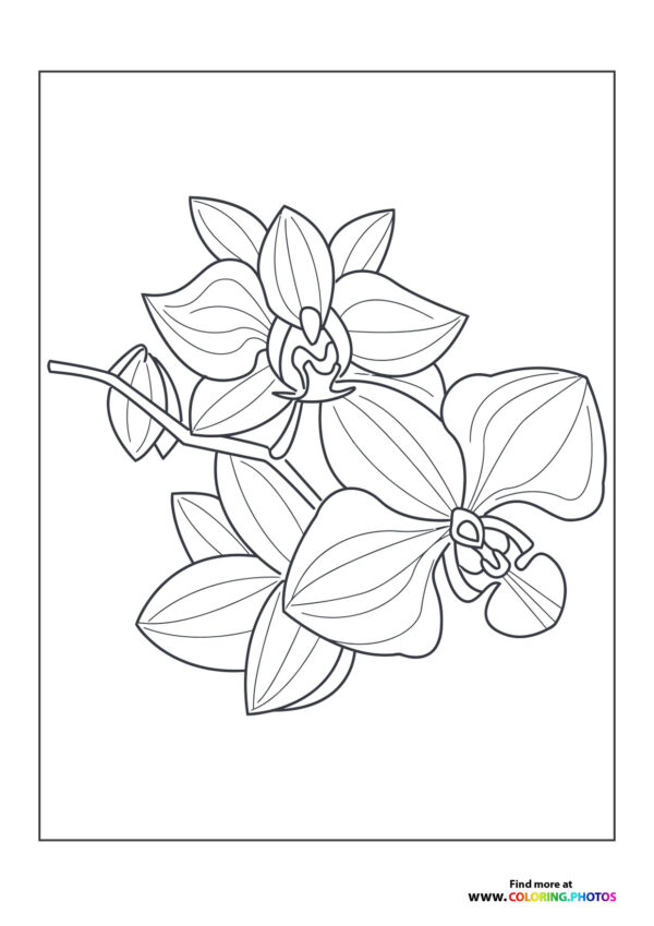 Orchid flower