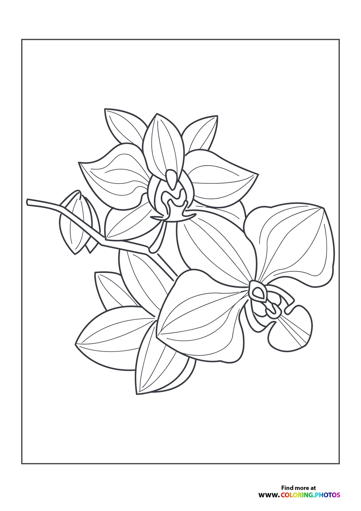 Orchid flower