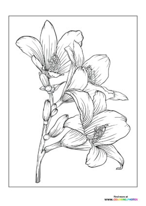 Pretty flowers