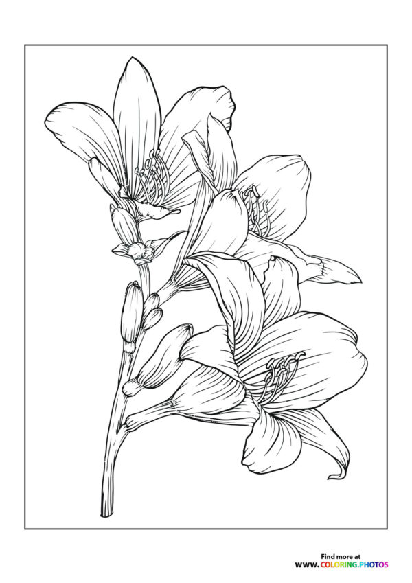Pretty flowers