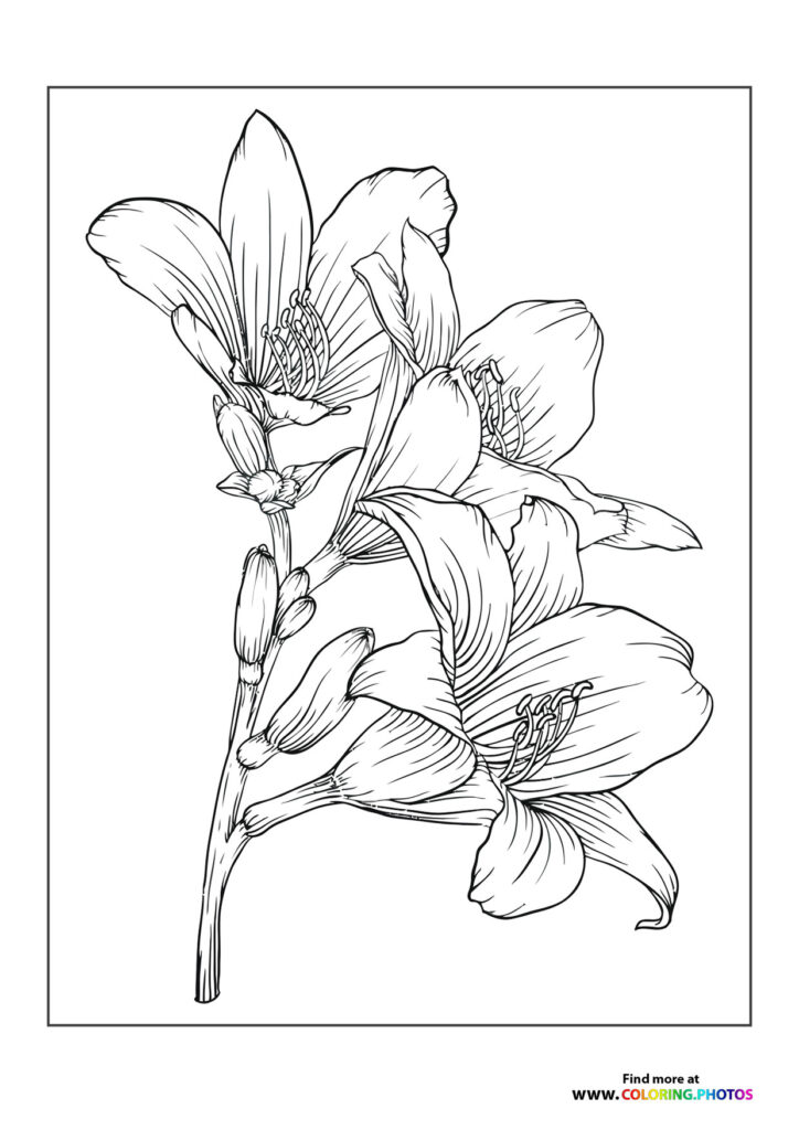 Pretty flowers