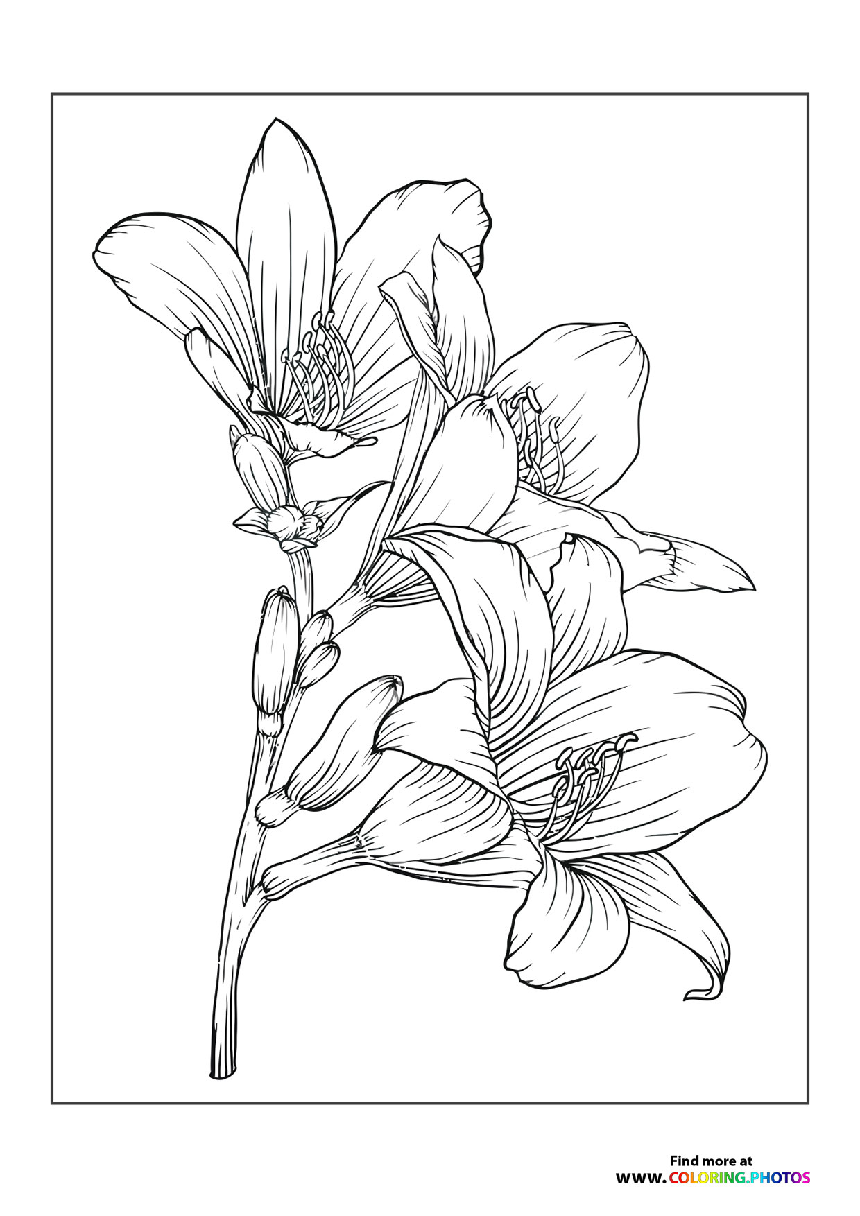 Pretty flowers