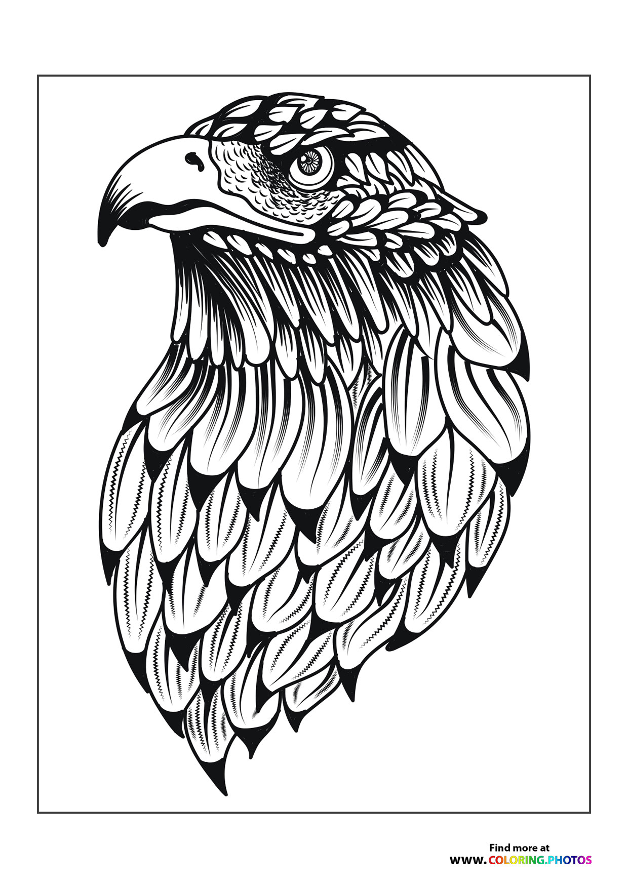 Serious eagle