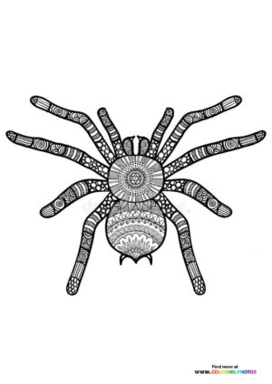 Spider