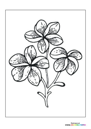 Three flowers