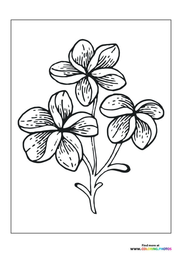 Three flowers