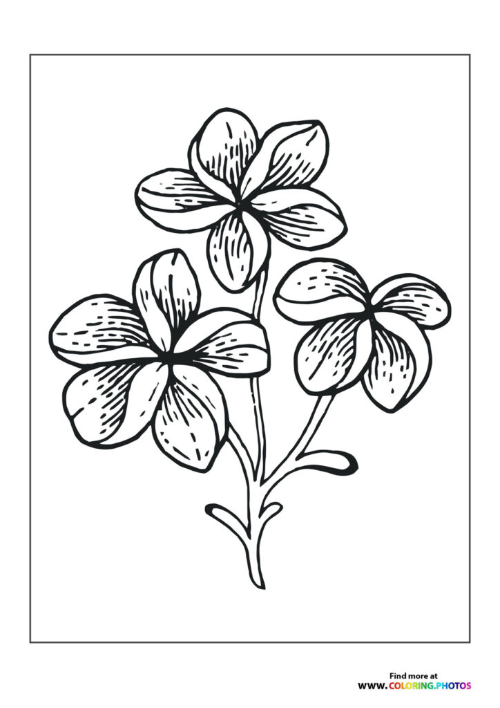 Three flowers