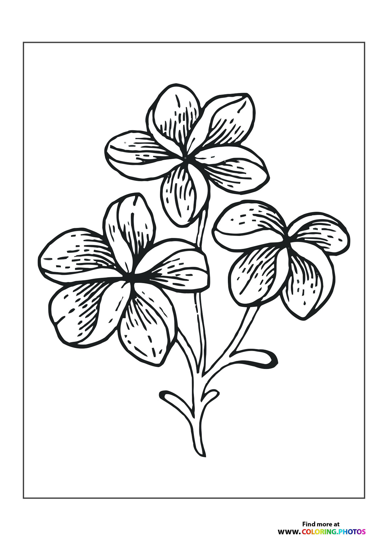 Three flowers