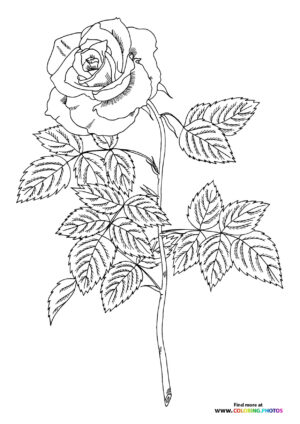 Single Rose Stem