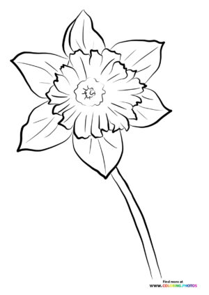 Daffodil Flower