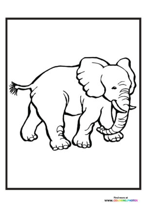 Zoo elephant