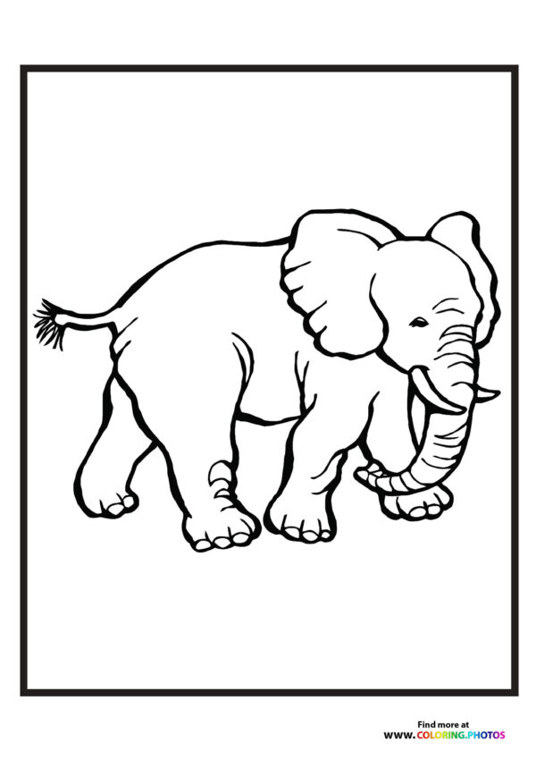 Zoo elephant