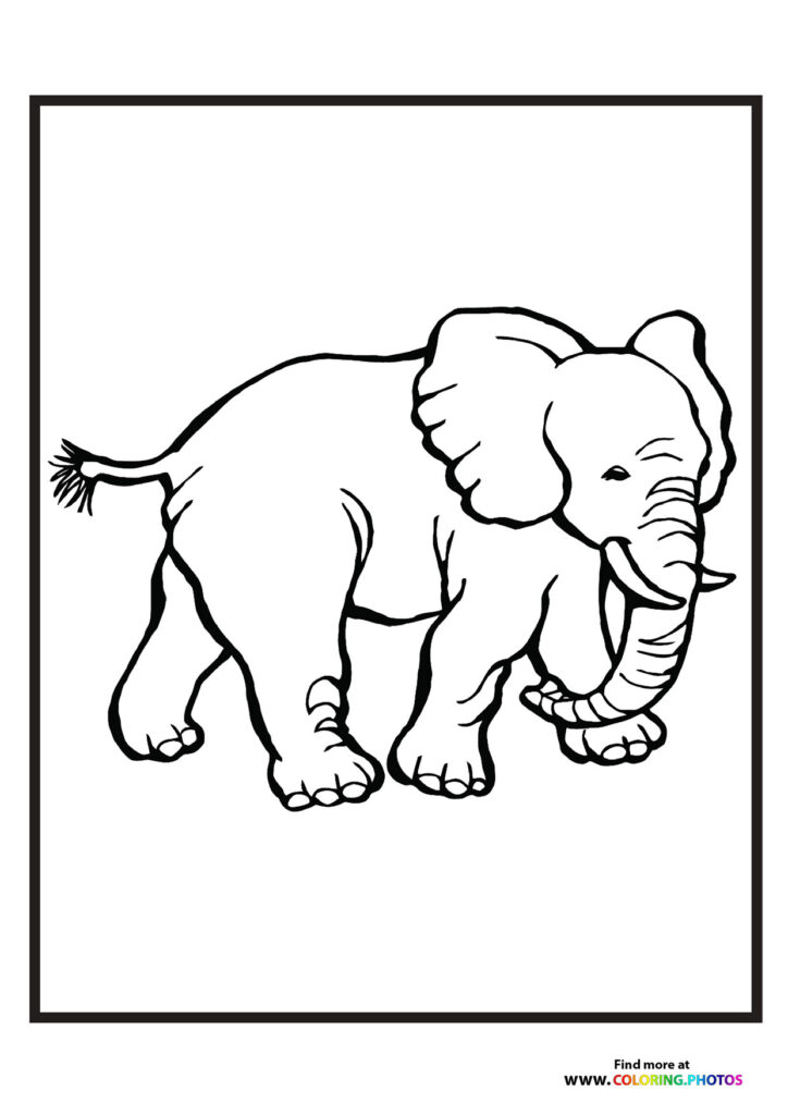 Zoo elephant