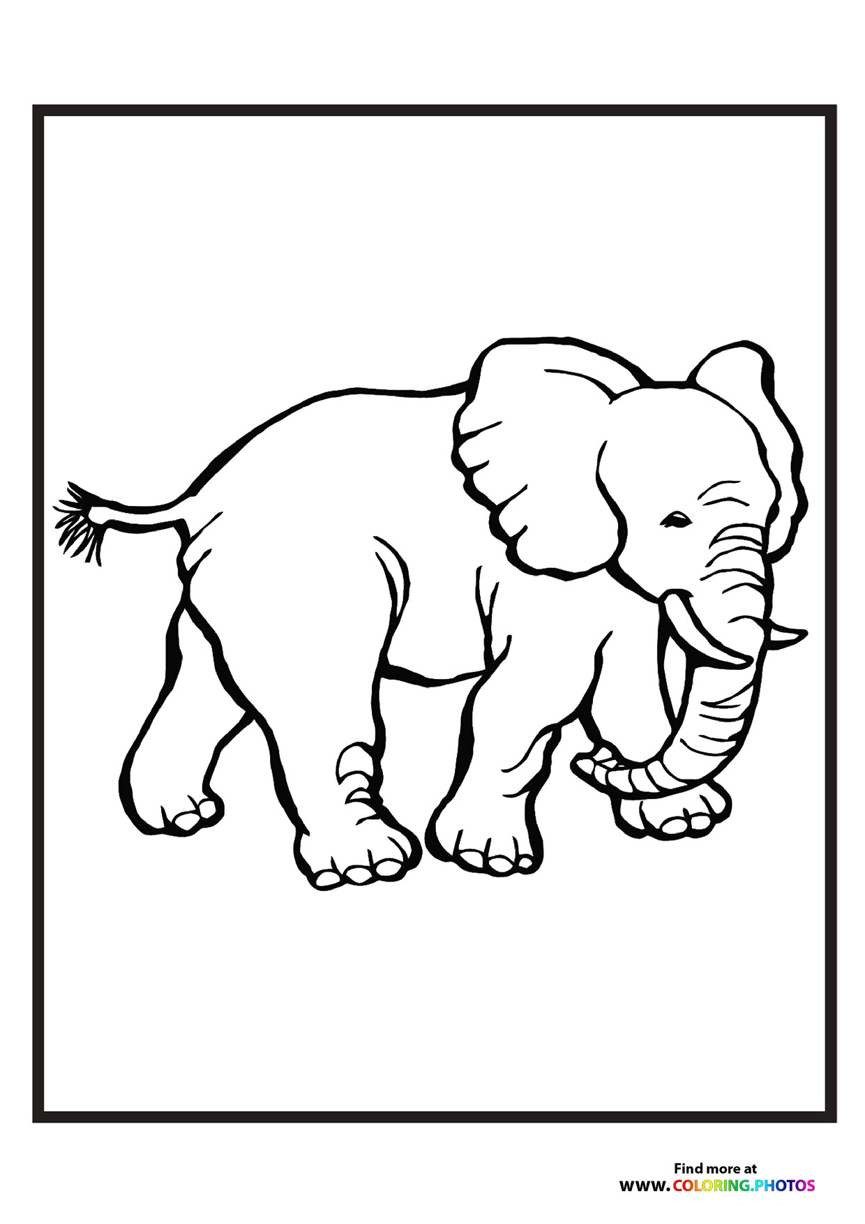 Zoo elephant
