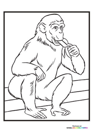Zoo monkey