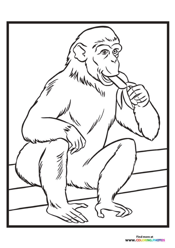 Zoo monkey