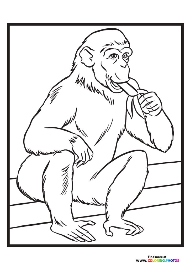 Zoo monkey