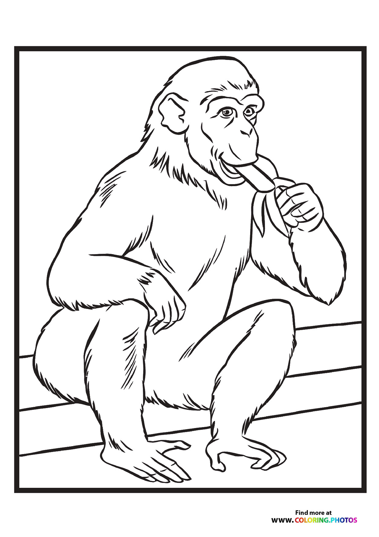 Zoo monkey