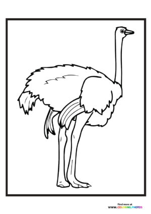 Zoo ostrich