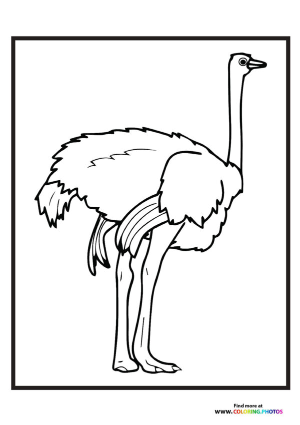 Zoo ostrich